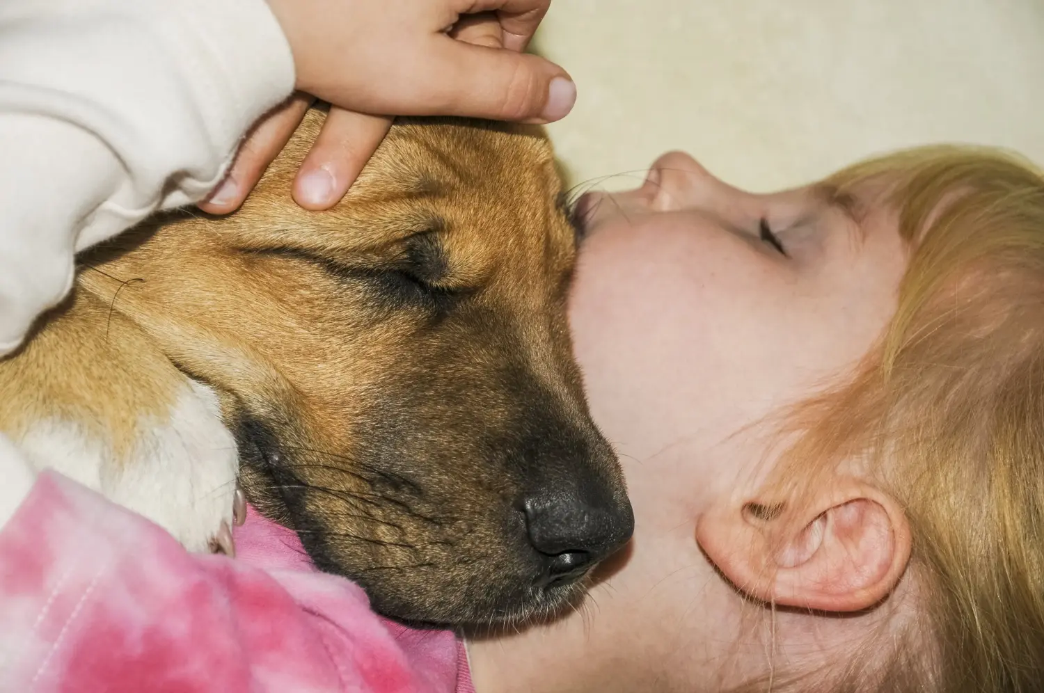 Buying a Broholmer puppy means taking responsibility! Buy Broholmer puppies.