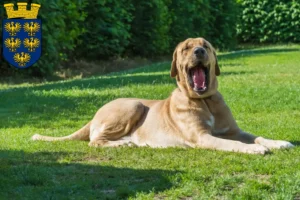 Read more about the article Broholmer breeders and puppies in Lower Austria