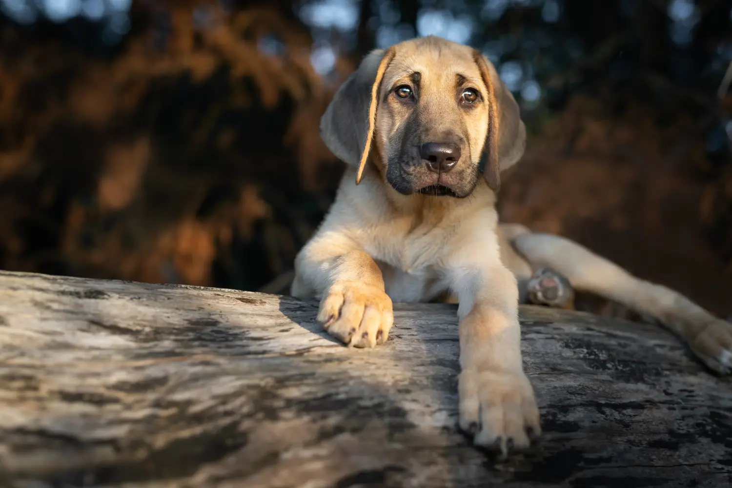 Buying a Broholmer puppy means taking responsibility! Buy Broholmer puppies.