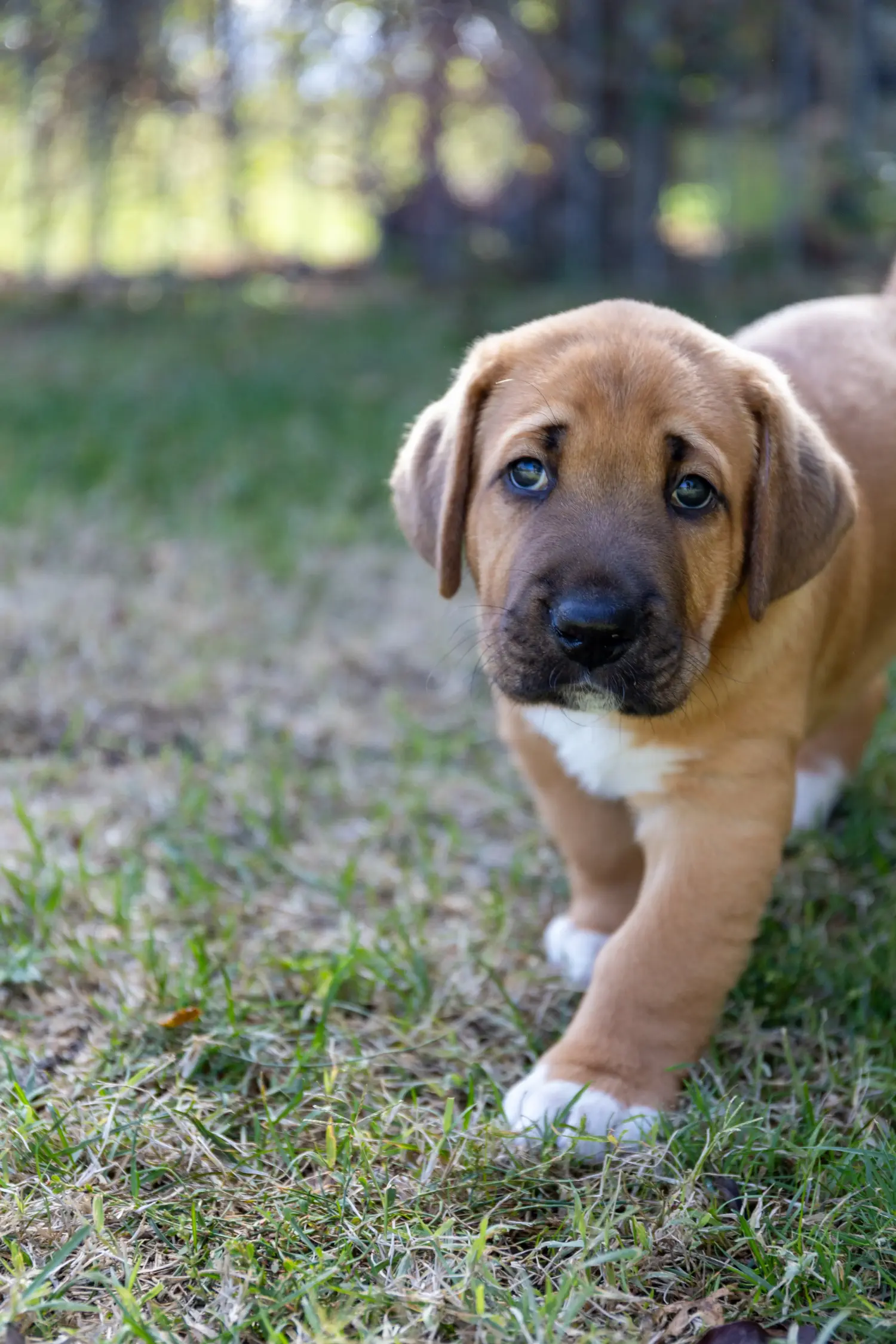 Buying a Broholmer puppy means taking responsibility! Buy Broholmer puppies.