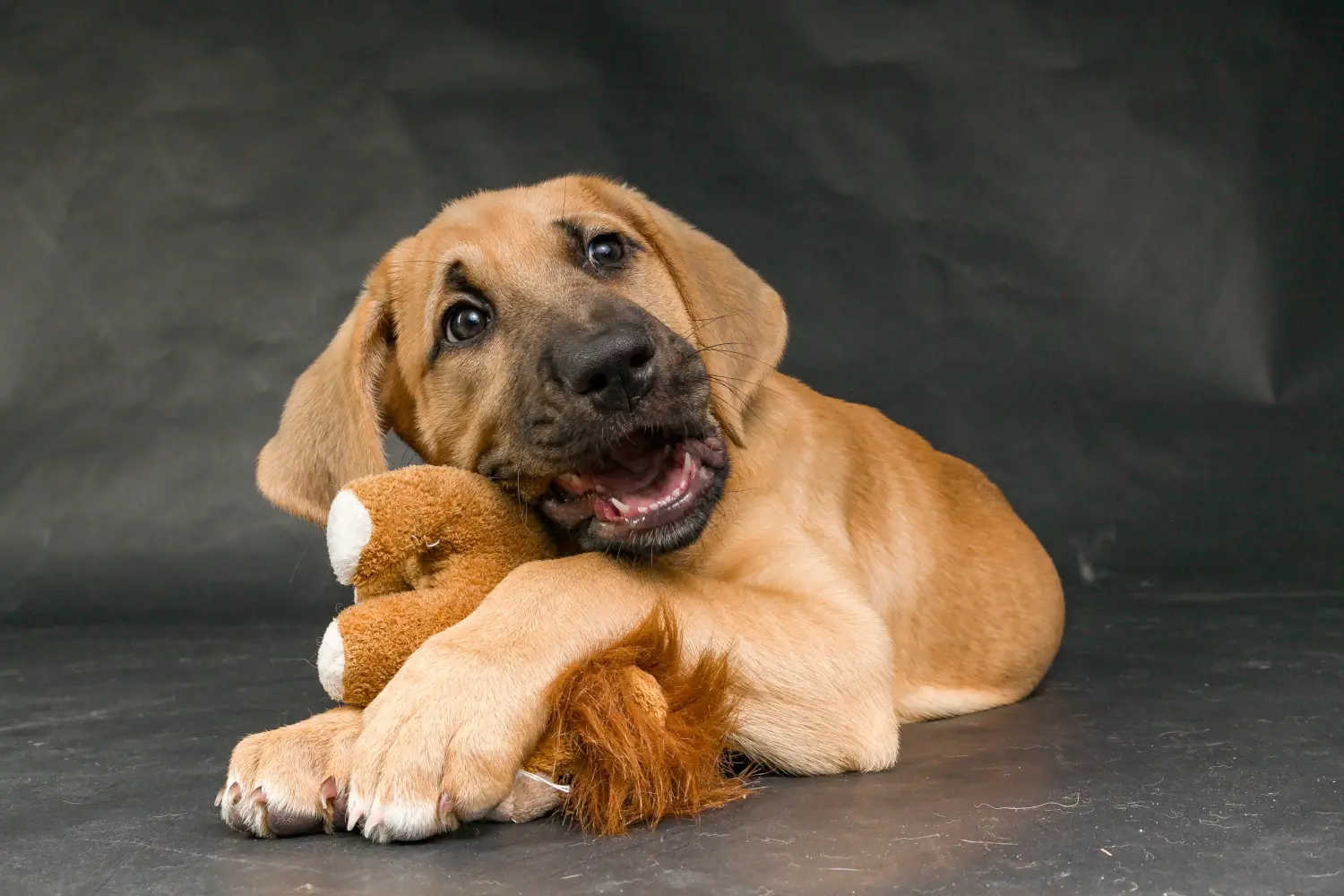 Buying a Broholmer puppy means taking responsibility! Buy Broholmer puppies.