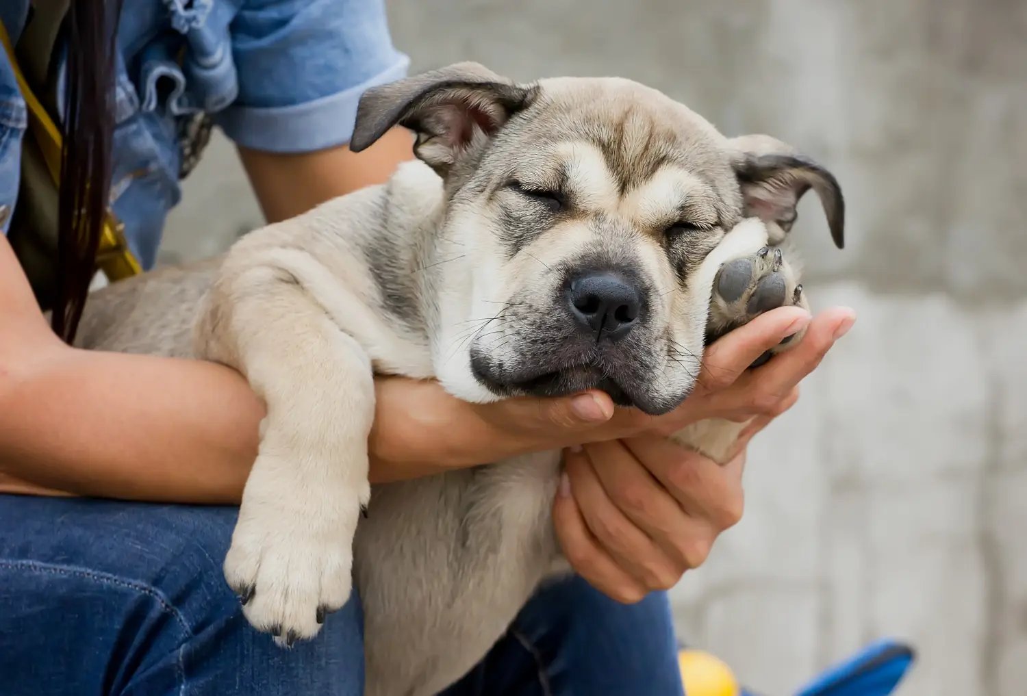 Buying a Ca de Bou puppy means taking responsibility! Buy Ca de Bou puppies.