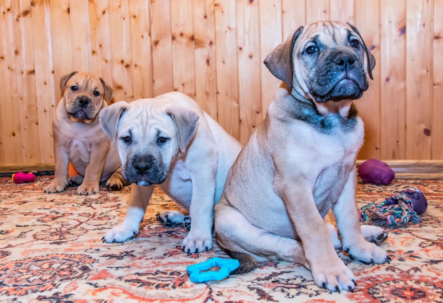 Buying a Ca de Bou puppy means taking responsibility! Buy Ca de Bou puppies.