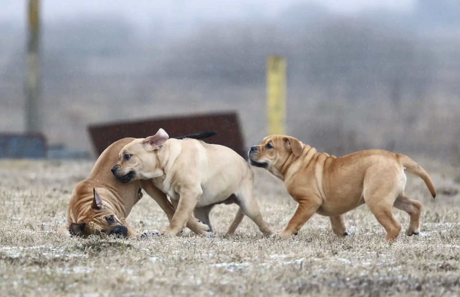 Buying a Ca de Bou puppy means taking responsibility! Buy Ca de Bou puppies.
