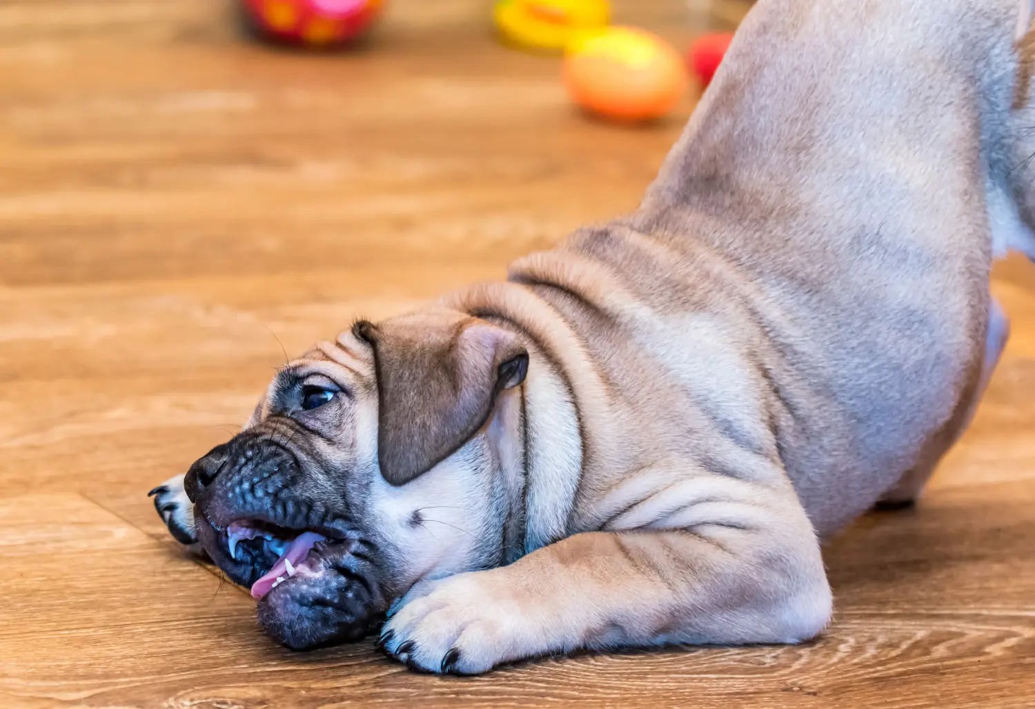 Buying a Ca de Bou puppy means taking responsibility! Buy Ca de Bou puppies.
