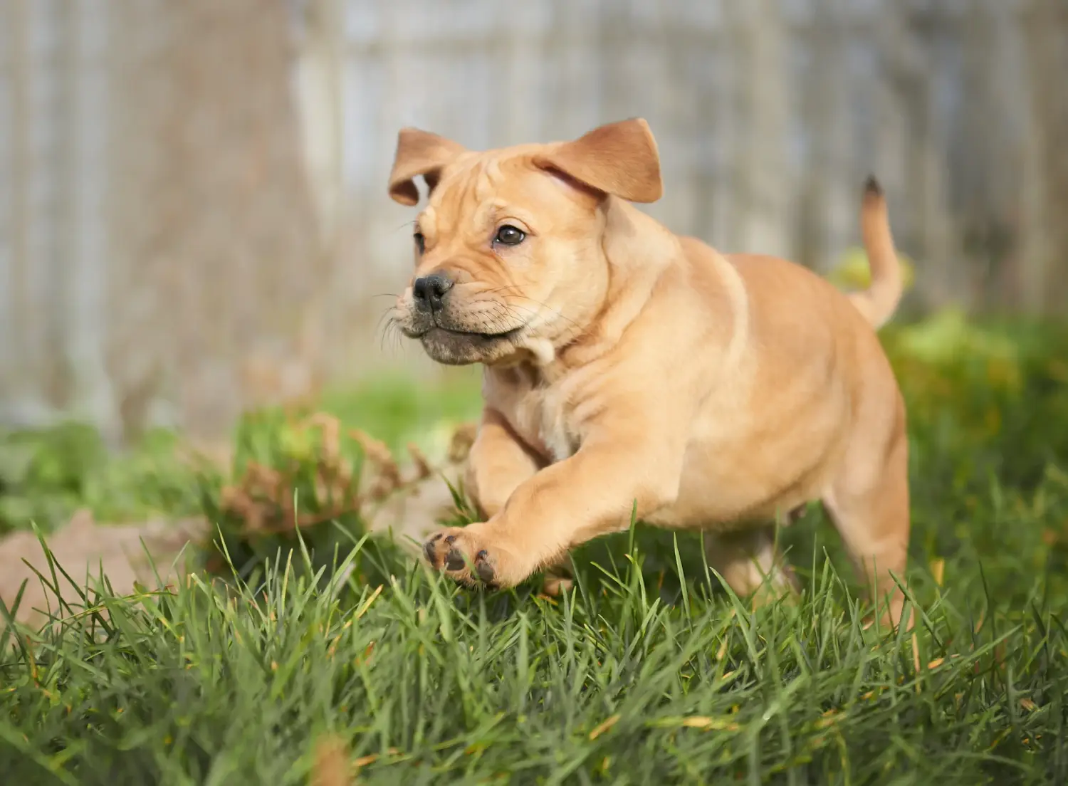 Buying a Ca de Bou puppy means taking responsibility! Buy Ca de Bou puppies.
