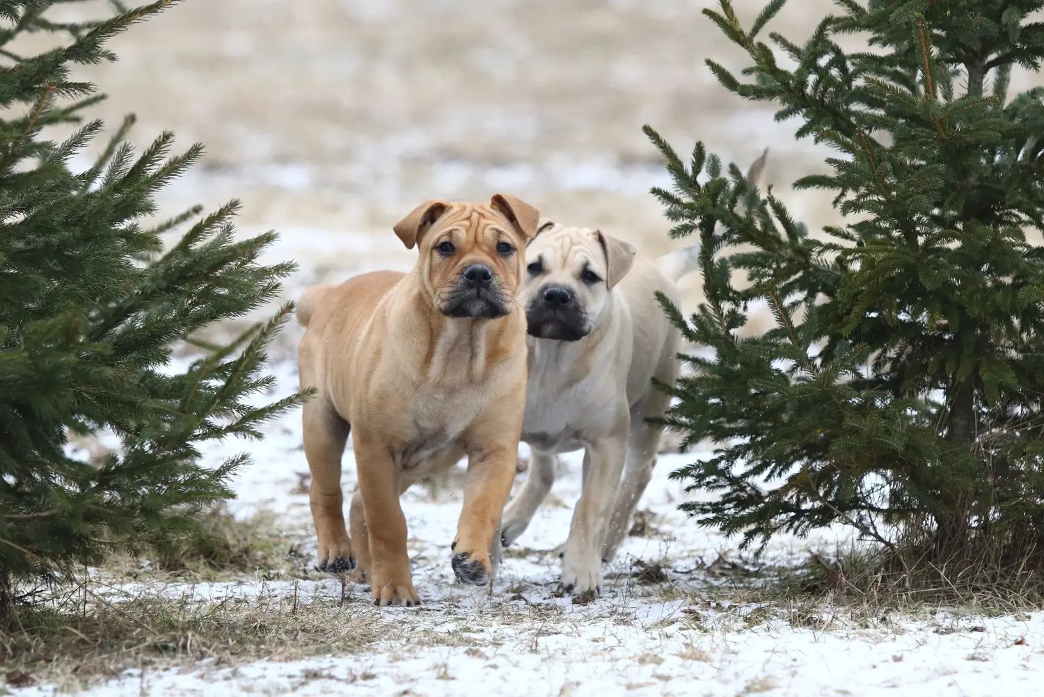 Buying a Ca de Bou puppy means taking responsibility! Buy Ca de Bou puppies.