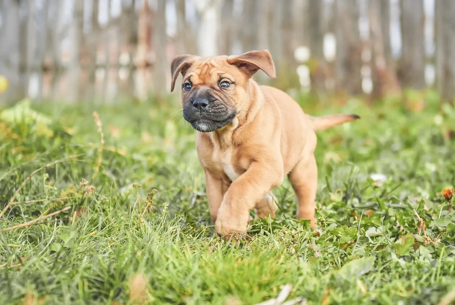 Buying a Ca de Bou puppy means taking responsibility! Buy Ca de Bou puppies.