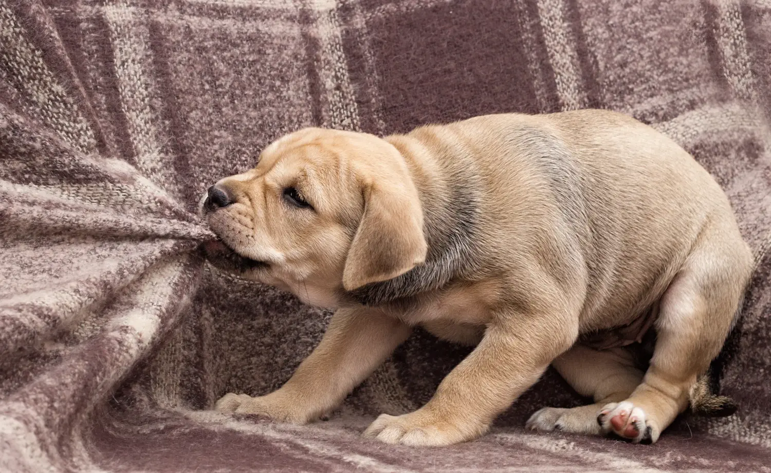 Buying a Ca de Bou puppy means taking responsibility! Buy Ca de Bou puppies.