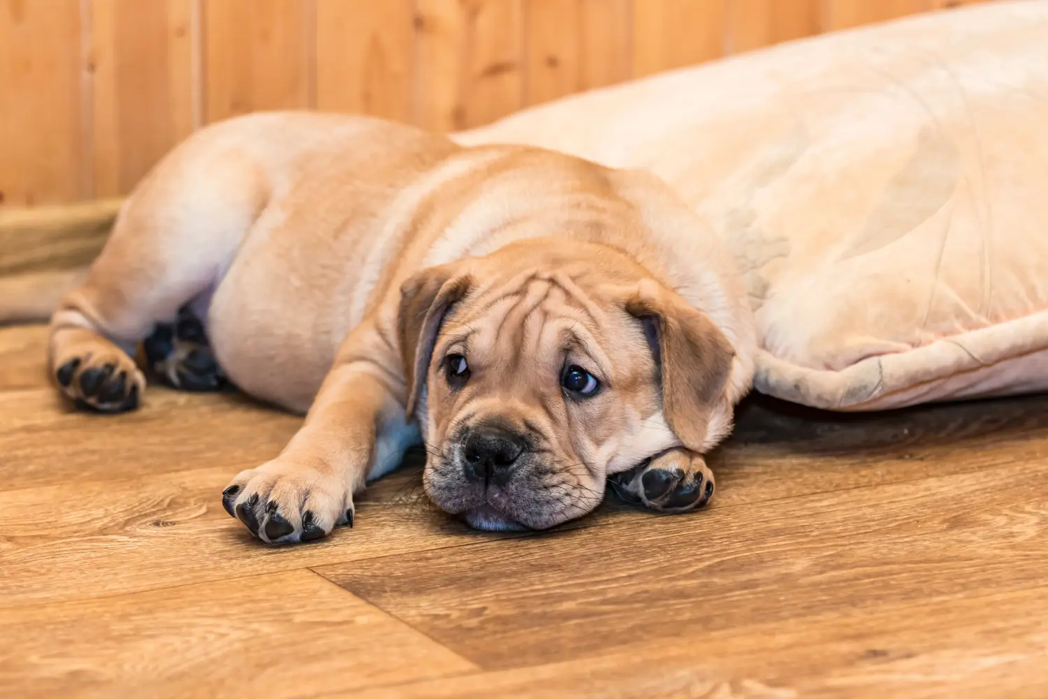 Buying a Ca de Bou puppy means taking responsibility! Buy Ca de Bou puppies.