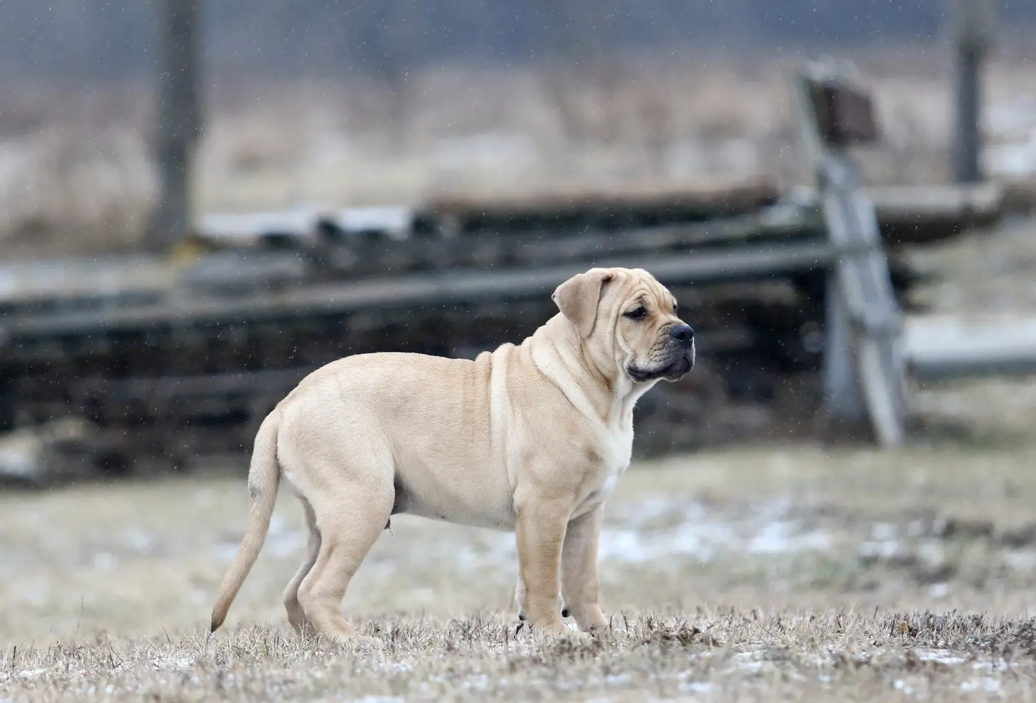 Buying a Ca de Bou puppy means taking responsibility! Buy Ca de Bou puppies.