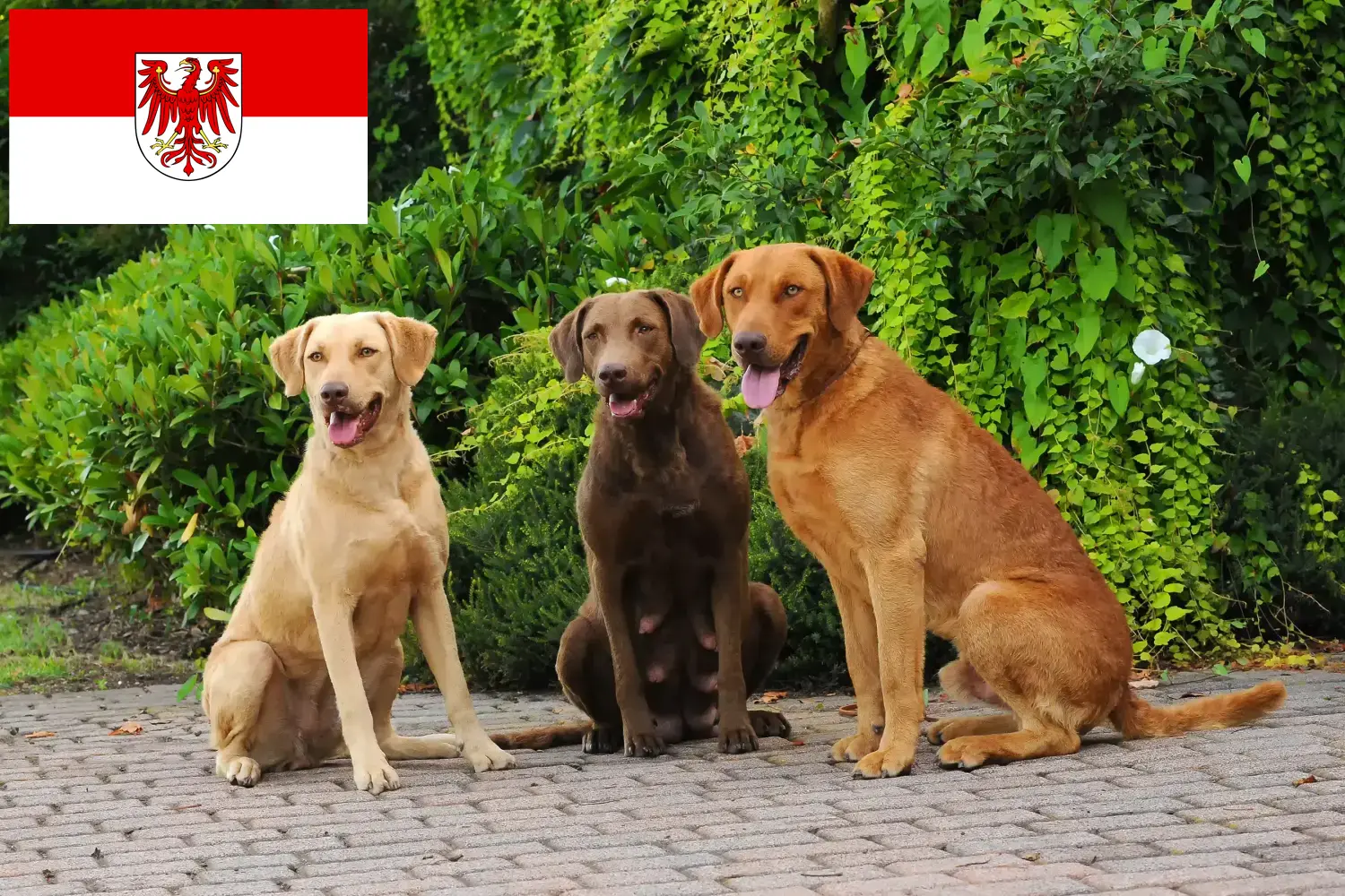 Chesapeake Bay Retriever puppies and breeders Brandenburg Here you can find Chesapeake Bay Retriever breeders in Brandenburg.