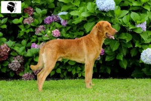 Read more about the article Chesapeake Bay Retriever breeders and puppies in Corsica