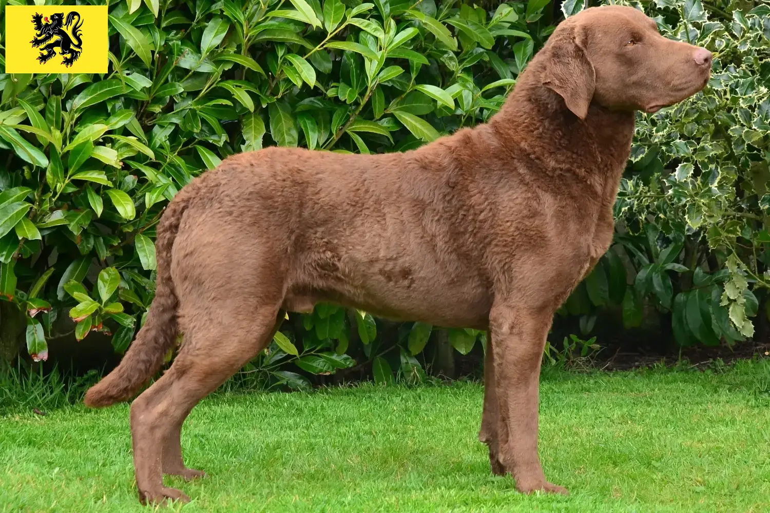 Chesapeake Bay Retriever puppies and breeders Flanders Find Chesapeake Bay Retriever breeders in Flanders.