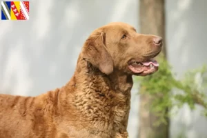 Read more about the article Chesapeake Bay Retriever breeders and puppies in Grand Est