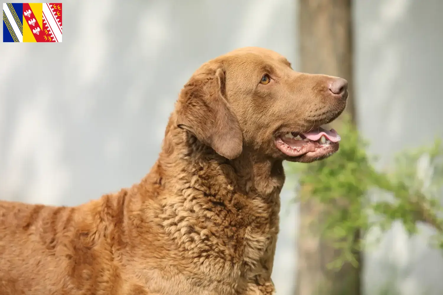 Read more about the article Chesapeake Bay Retriever breeders and puppies in Grand Est