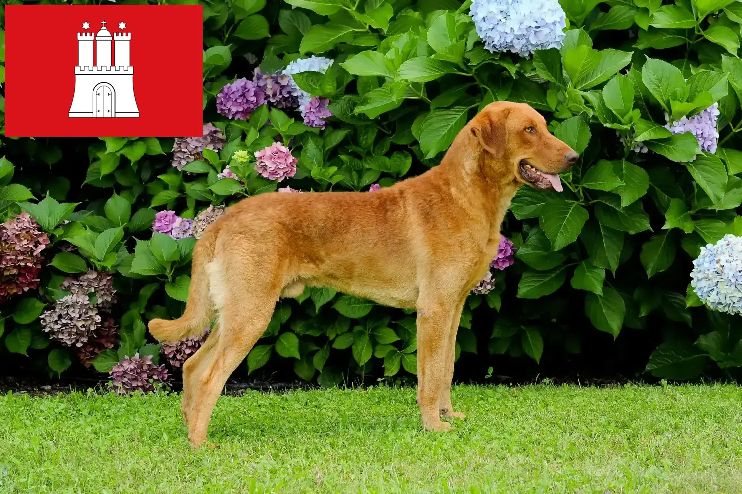 Chesapeake Bay Retriever puppies and breeders Hamburg Here you can find Chesapeake Bay Retriever breeders in Hamburg.