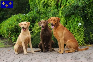 Read more about the article Chesapeake Bay Retriever breeders and puppies in Île-de-France