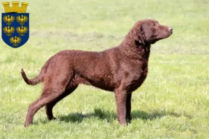 Read more about the article Chesapeake Bay Retriever breeders and puppies in Lower Austria