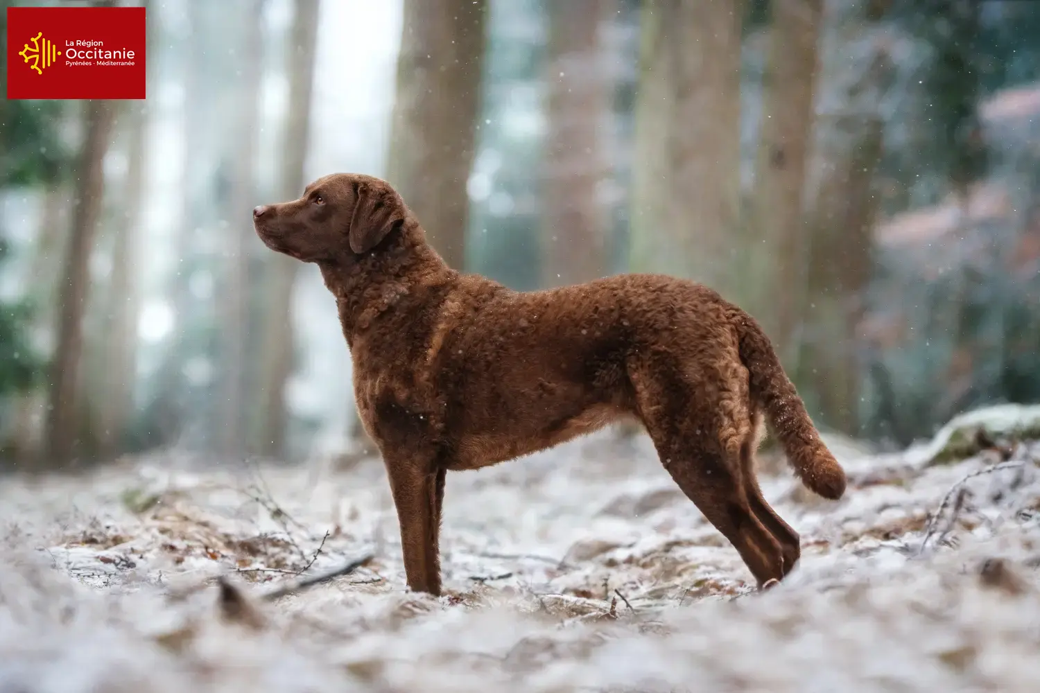 Chesapeake Bay Retriever puppies and breeders Occitania Find Chesapeake Bay Retriever breeders in Occitania.