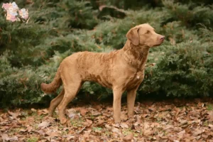 Read more about the article Chesapeake Bay Retriever breeders and puppies in Syddanmark