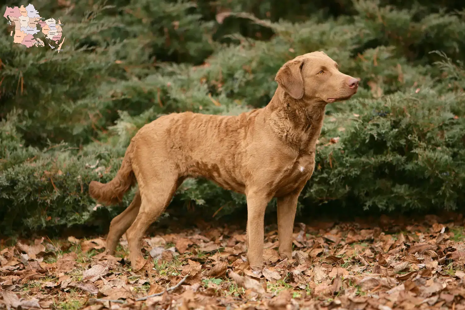 Chesapeake Bay Retriever puppies and breeders Syddanmark Find Chesapeake Bay Retriever breeders in Syddanmark.