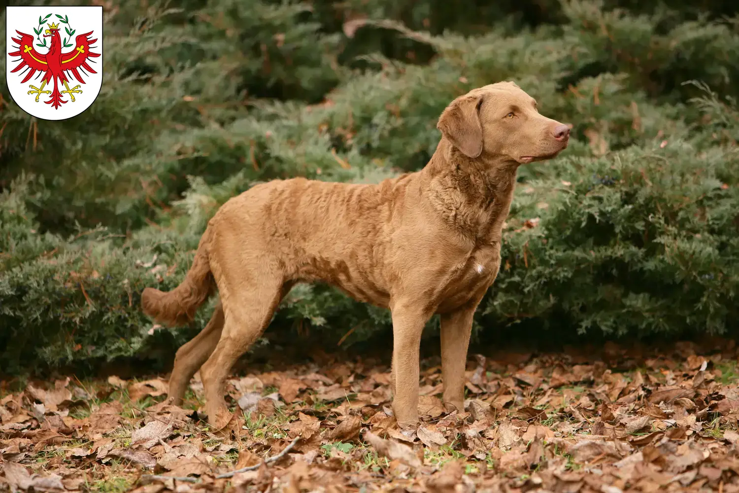Chesapeake Bay Retriever puppies and breeders Tirol Here you can find Chesapeake Bay Retriever breeders in Tyrol.