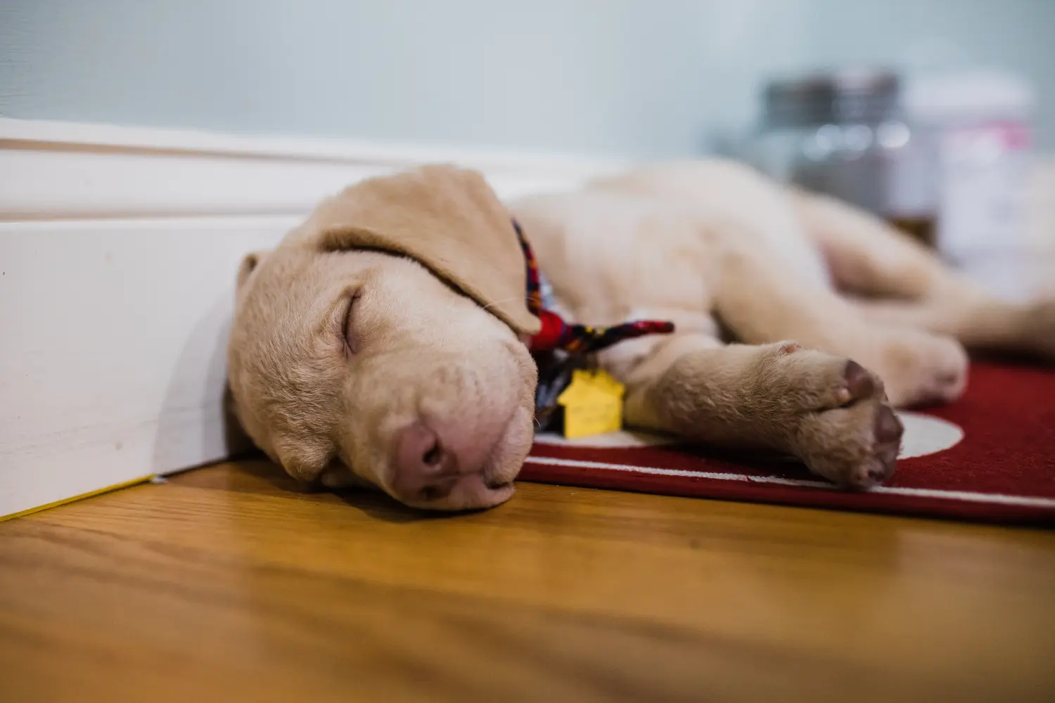 Buying a Chesapeake Bay Retriever puppy means taking responsibility! Buy Chesapeake Bay Retriever puppies.