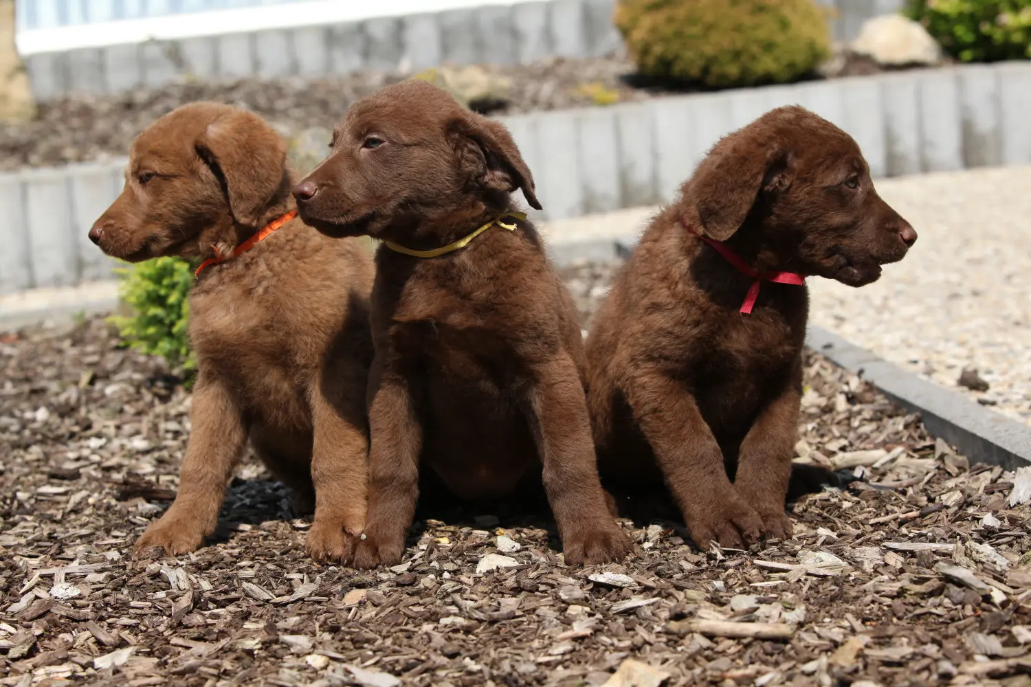 Buying a Chesapeake Bay Retriever puppy means taking responsibility! Buy Chesapeake Bay Retriever puppies.