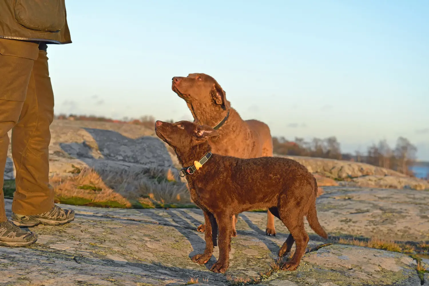 Buying a Chesapeake Bay Retriever puppy means taking responsibility! Buy Chesapeake Bay Retriever puppies.