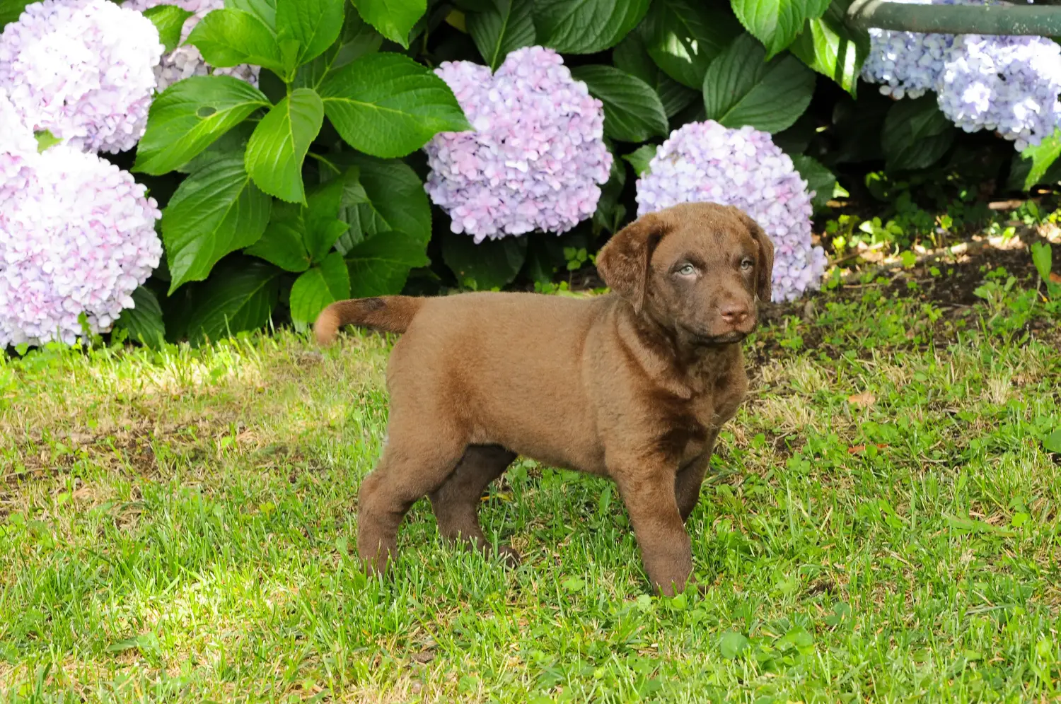 Buying a Chesapeake Bay Retriever puppy means taking responsibility! Buy Chesapeake Bay Retriever puppies.