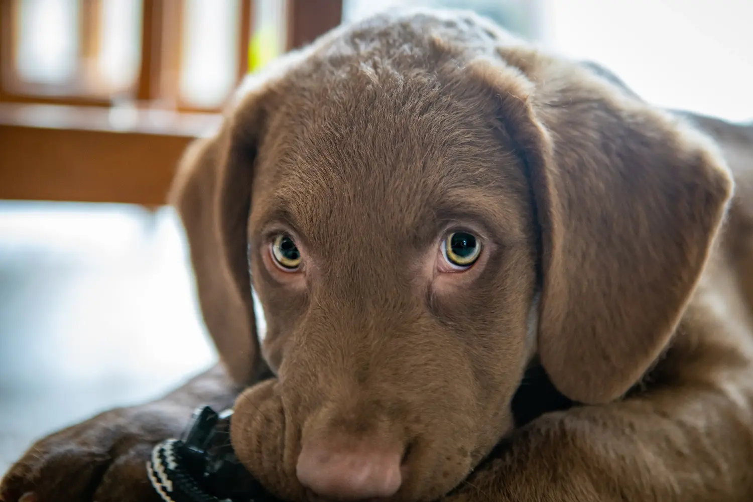 Buying a Chesapeake Bay Retriever puppy means taking responsibility! Buy Chesapeake Bay Retriever puppies.