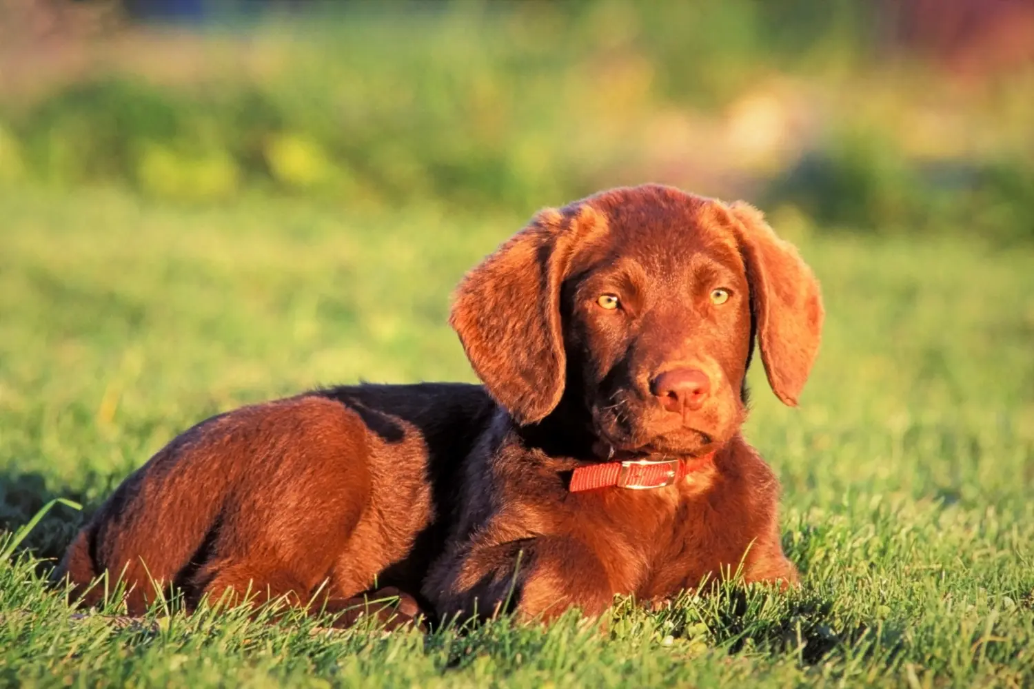 Buying a Chesapeake Bay Retriever puppy means taking responsibility! Buy Chesapeake Bay Retriever puppies.