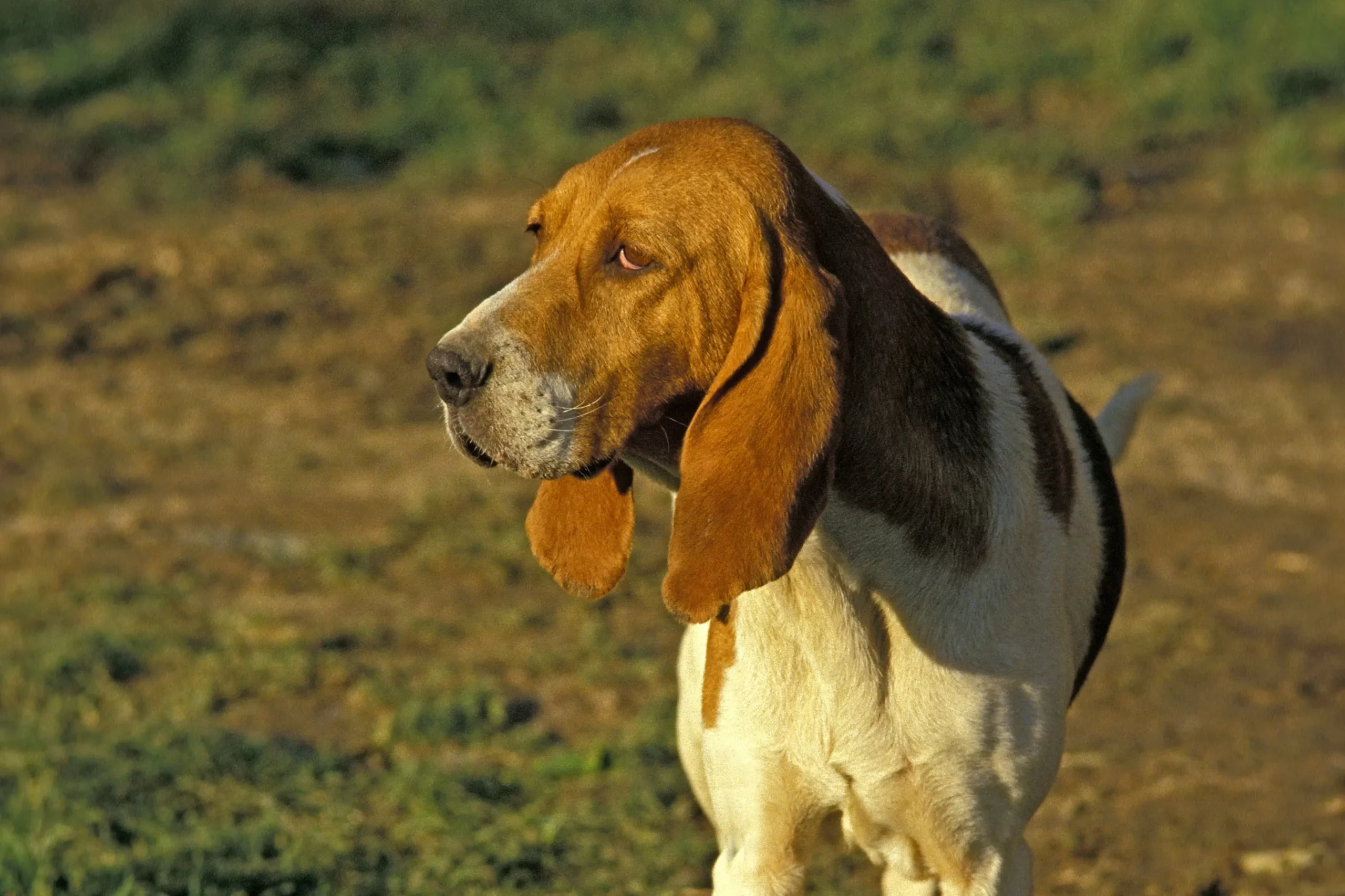 Read more about the article Chien d’Artois breeder