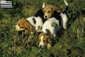 Read more about the article Chien d’Artois breeders and puppies in Brittany