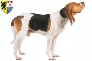 Read more about the article Chien d’Artois breeders and puppies in Hauts-de-France