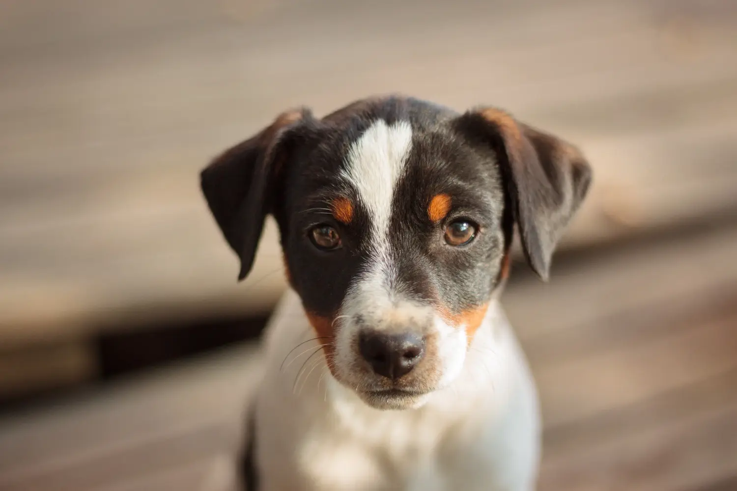 Buying a Danish-Swedish Farmdog puppy means taking responsibility! Buy Danish-Swedish Farmdog puppies.