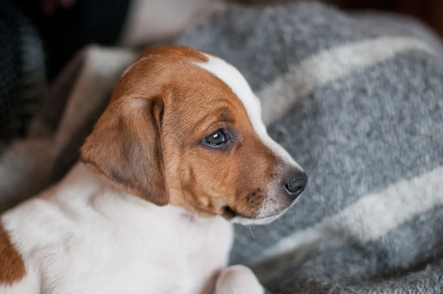 Buying a Danish-Swedish Farmdog puppy means taking responsibility! Buy Danish-Swedish Farmdog puppies.