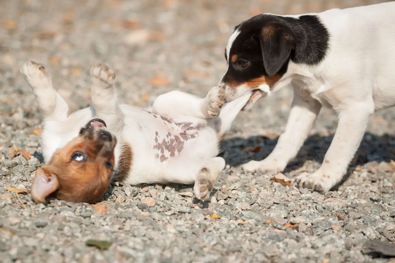 Buying a Danish-Swedish Farmdog puppy means taking responsibility! Buy Danish-Swedish Farmdog puppies.