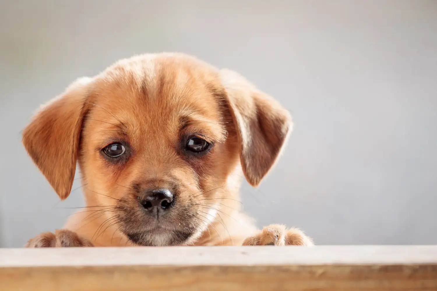 Buying a Danish-Swedish Farmdog puppy means taking responsibility! Buy Danish-Swedish Farmdog puppies.