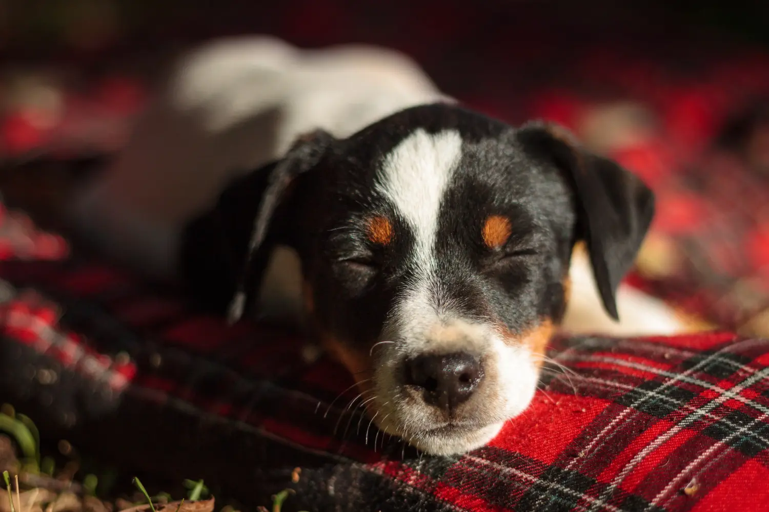 Buying a Danish-Swedish Farmdog puppy means taking responsibility! Buy Danish-Swedish Farmdog puppies.