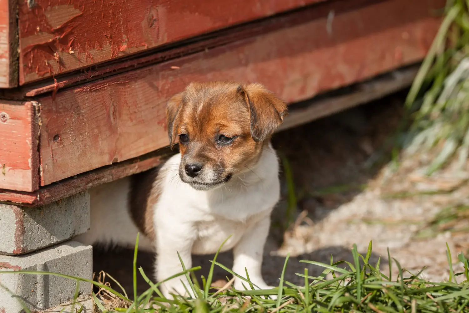 Buying a Danish-Swedish Farmdog puppy means taking responsibility! Buy Danish-Swedish Farmdog puppies.