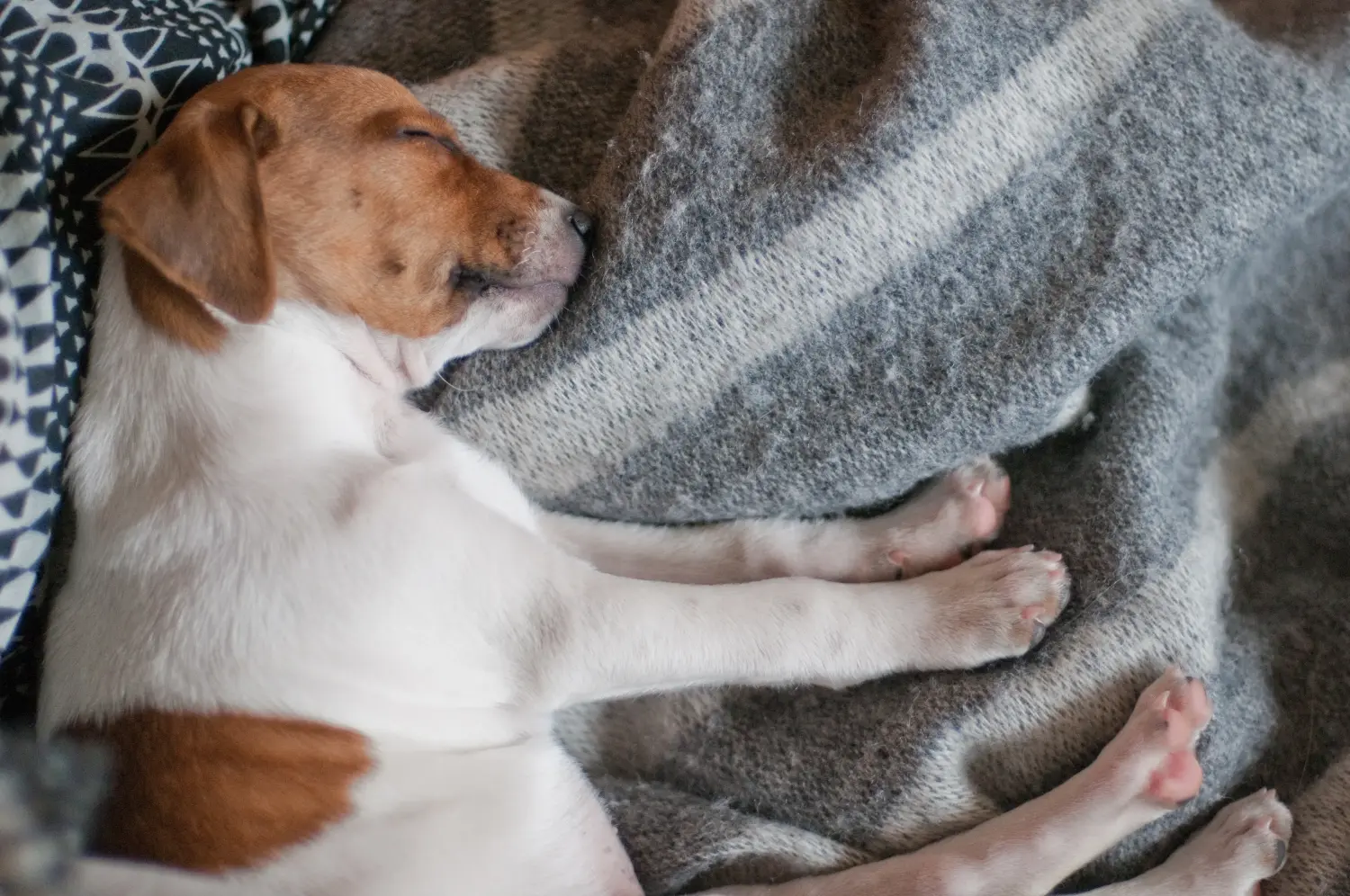 Buying a Danish-Swedish Farmdog puppy means taking responsibility! Buy Danish-Swedish Farmdog puppies.