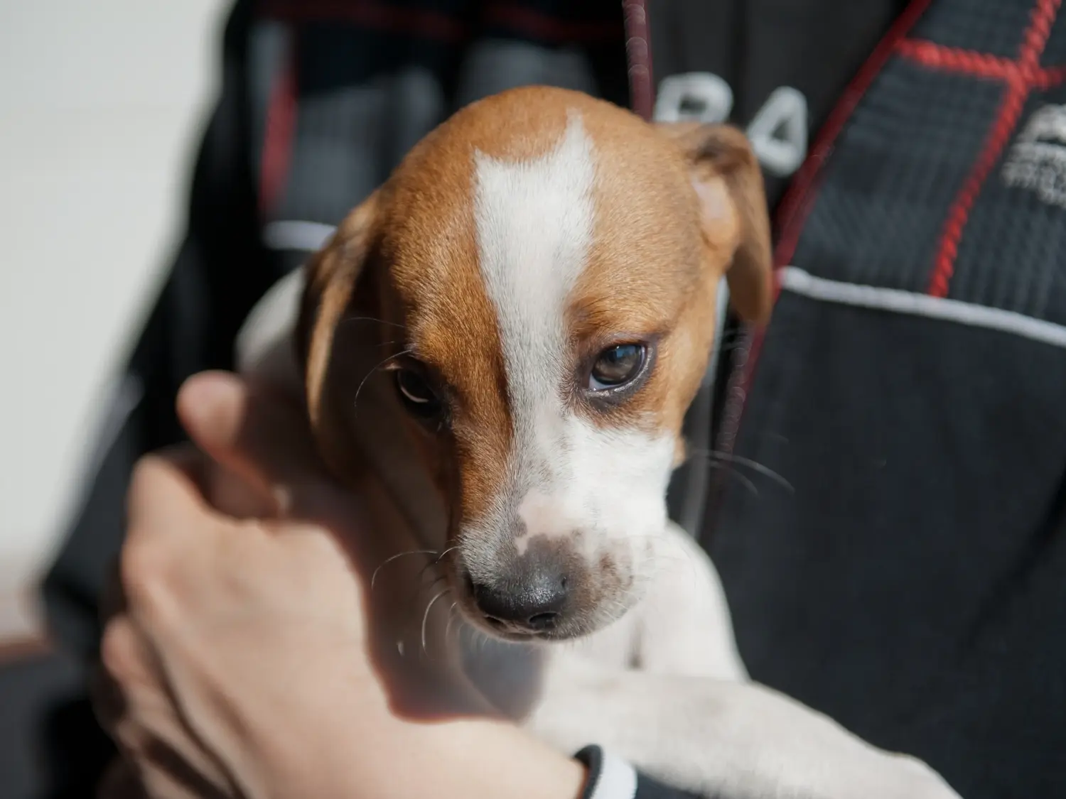 Buying a Danish-Swedish Farmdog puppy means taking responsibility! Buy Danish-Swedish Farmdog puppies.