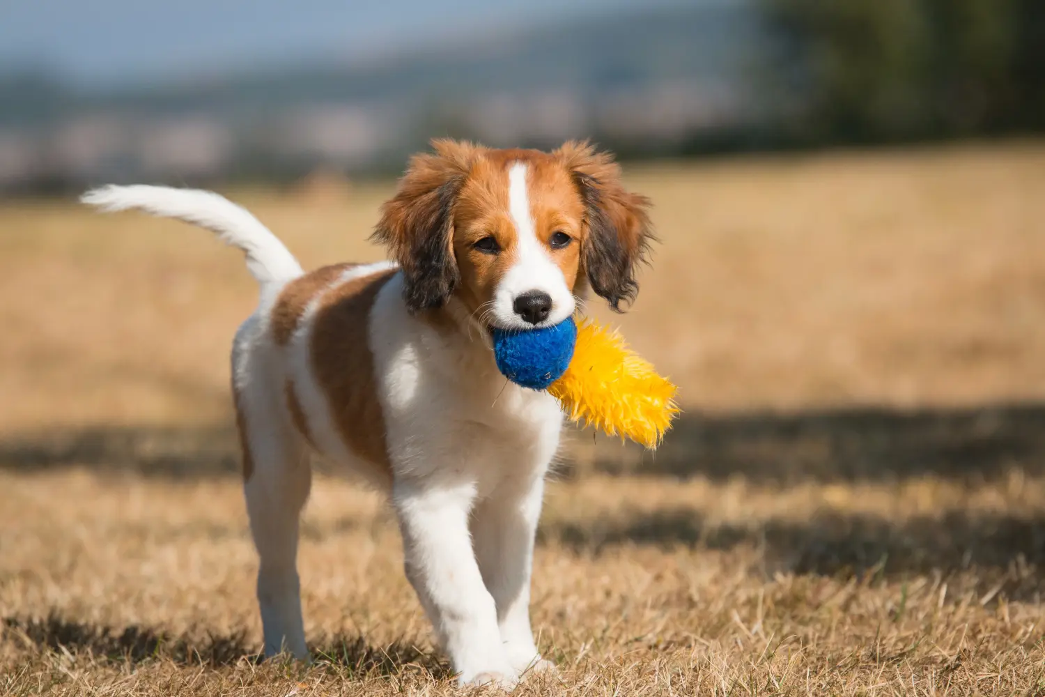 Buying a Dutch Kooikerhondje puppy means taking responsibility! Buy Dutch Kooikerhondje puppies.