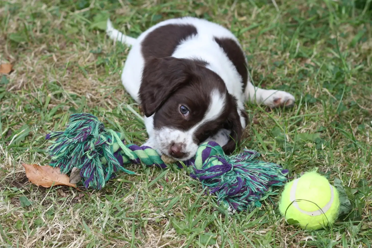 Buying an English Springer Spaniel puppy means taking responsibility! Buy English Springer Spaniel puppies.