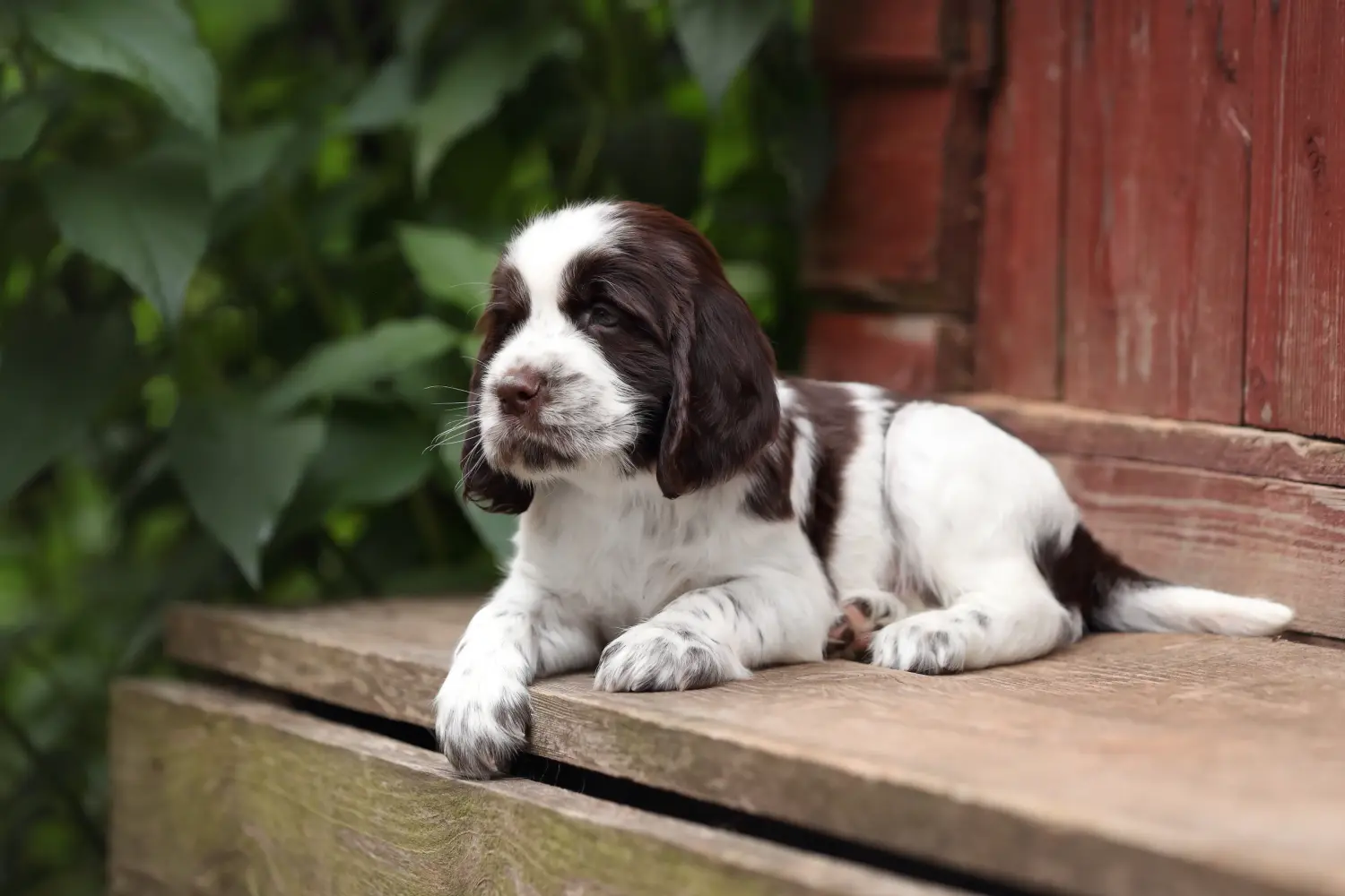 Buying an English Springer Spaniel puppy means taking responsibility! Buy English Springer Spaniel puppies.