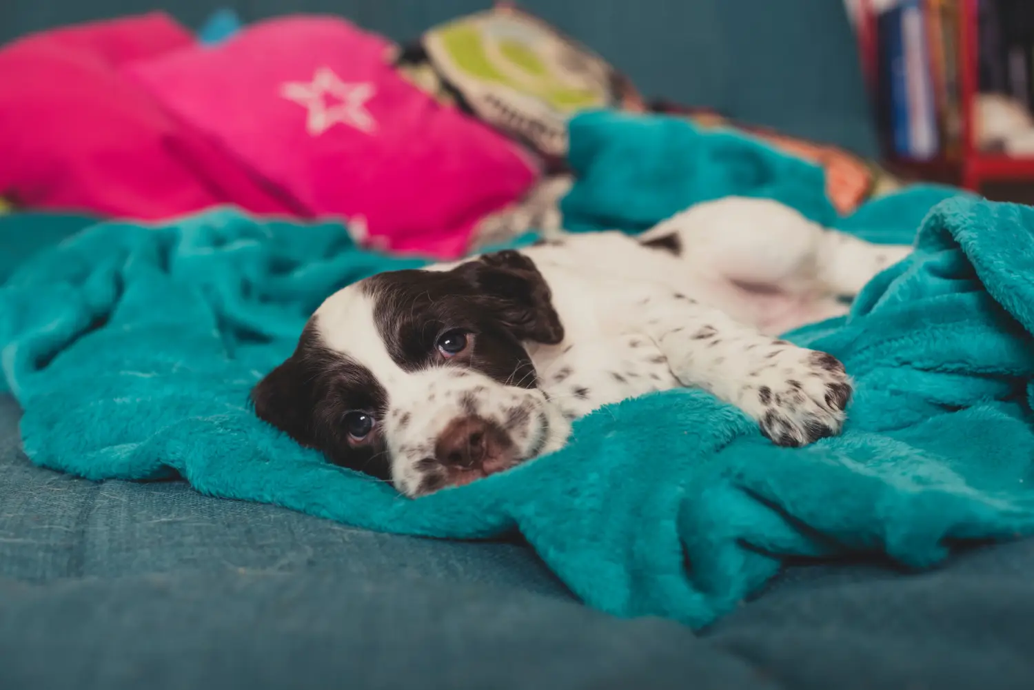 Buying an English Springer Spaniel puppy means taking responsibility! Buy English Springer Spaniel puppies.
