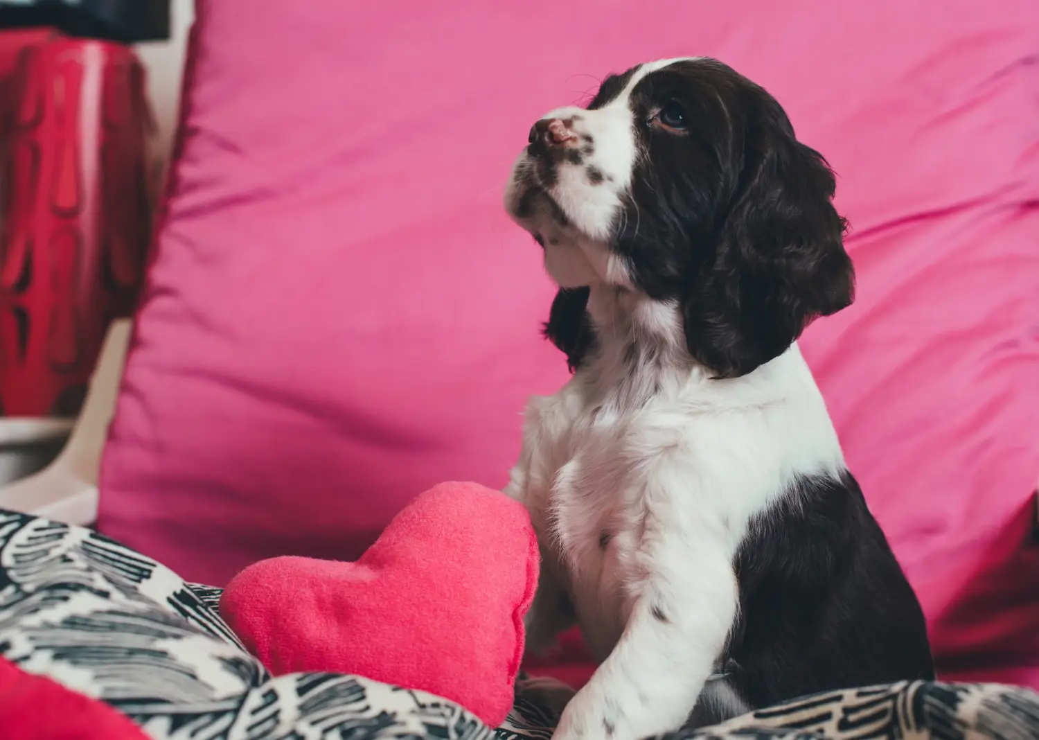 Buying an English Springer Spaniel puppy means taking responsibility! Buy English Springer Spaniel puppies.