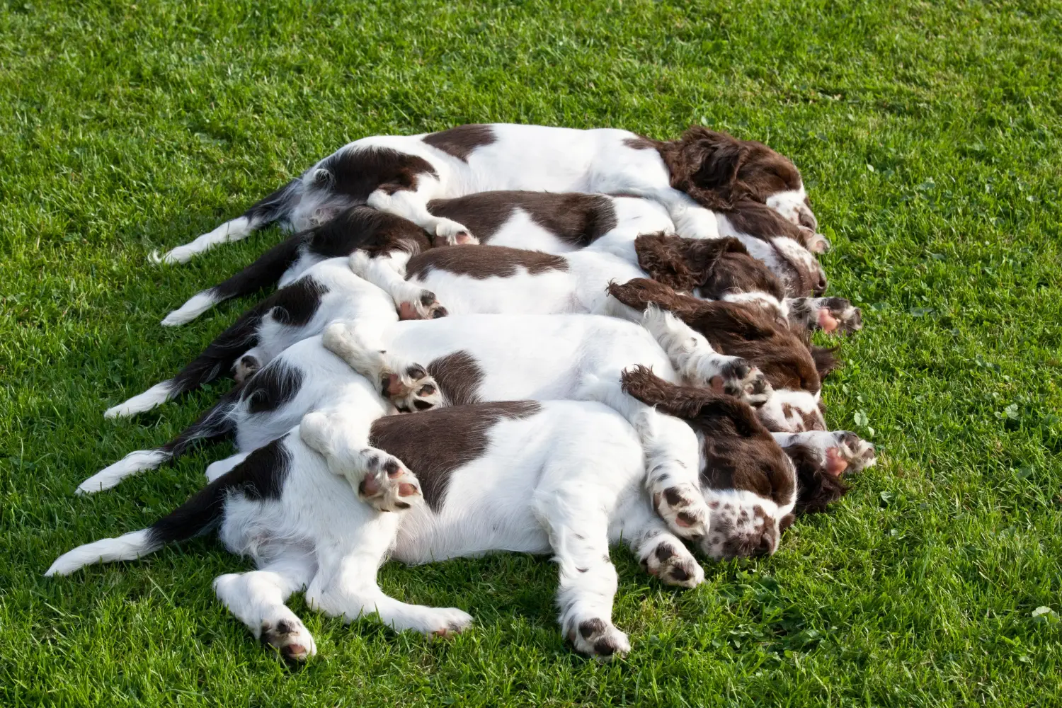 Buying an English Springer Spaniel puppy means taking responsibility! Buy English Springer Spaniel puppies.